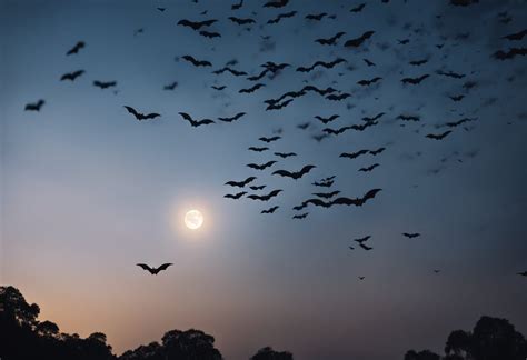 Common Interpretations of Dreams About Searching for Bats