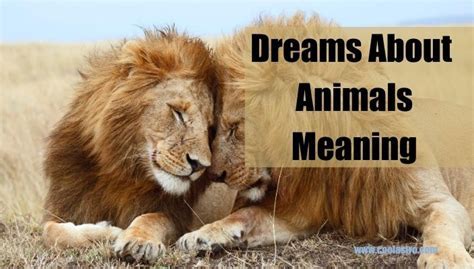 Common Interpretations of Dreams Involving Infected Animals