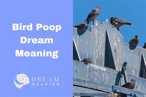 Common Interpretations of Pigeon Droppings Dreams