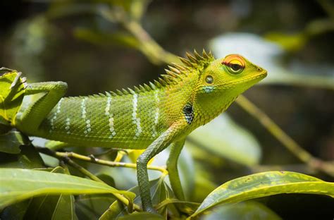 Common Meanings Behind Dreams of Lizards Engaging in Reproduction