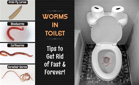 Common Reasons for Having Dreams Related to Worms Found in Toilets