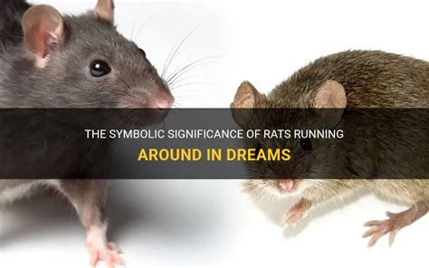 Common Scenarios in Dreams of Rats and Roaches: Symbolic Interpretations and Significance