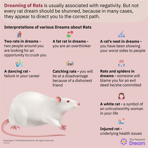 Common Scenarios in Rat Dreams: What Do They Indicate?