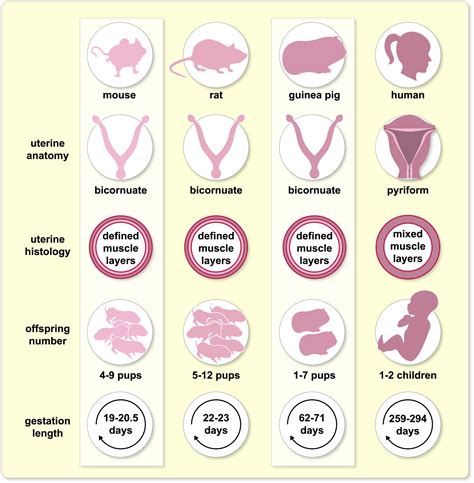 Common Themes and Variations in Dreams of Mouse Pregnancy