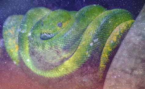 Common Variations and Interpretations of Dreams Involving Pythons Giving Birth