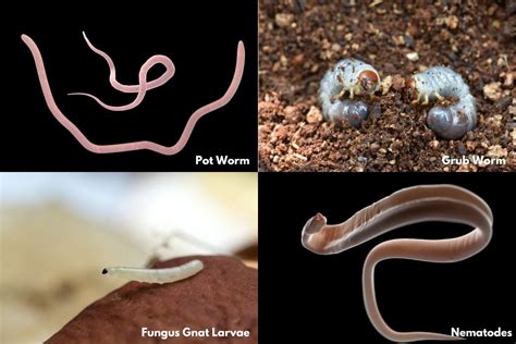 Common Varieties of Small Pale Worms