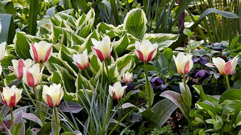 Companion Planting: Enhancing the Beauty of Tulips with Other Blooms