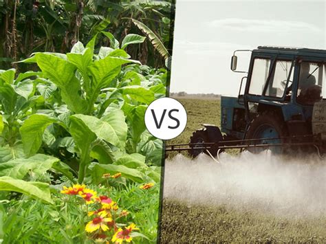 Comparing Organic and Conventional Gardening Techniques: Evaluating the Pros and Cons