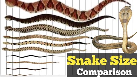 Comparing Snake and Kitten Dreams: Similarities and Differences