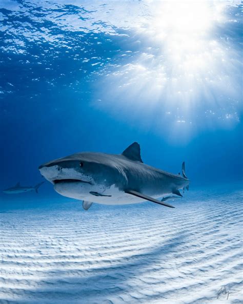 Confronting Fear in the Deep: Exploring the Fascination of Swimming with Sharks