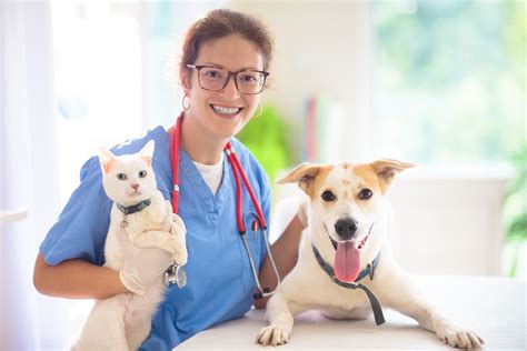 Connect With a Veterinarian for Regular Pet Care