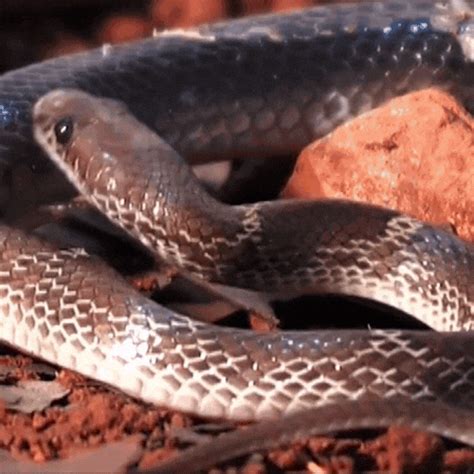 Connecting Snakes to Hidden Fears and Intrigues