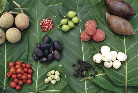 Connecting to Tradition: Exploring the Cultural Significance of Foraging for Indigenous Berries