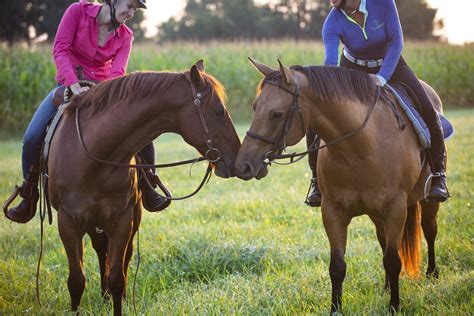 Connecting with Equines: A One-of-a-Kind Bond