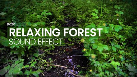 Connecting with Nature: Exploring the Calming Sounds of the Forest