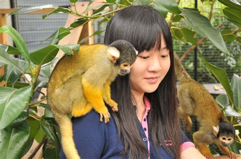 Connecting with Nature: The Dreamlike Encounter with Primates