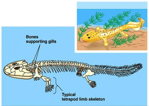 Connection Between Fish and Transformation