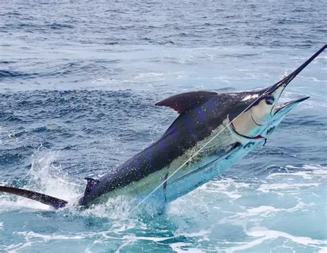 Conquer the Blue Waters: Marlin Fishing 101