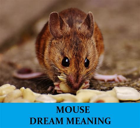 Conquering Fear: Overcoming Anxiety in Mouse Dream Interpretation