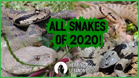 Conquering Fear and Harnessing the Power Within Snake Encounters