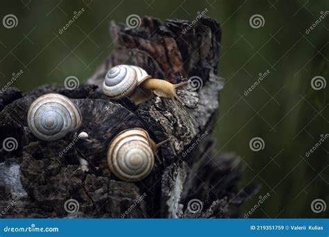 Conquering Fears: Overcoming the Discomfort of Snail Encounters