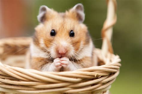 Conquering the Language Barrier: Strategies to Teach Your Pet Hamster to Communicate