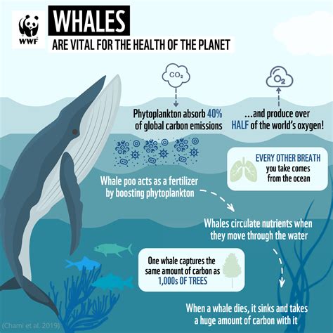 Conservation Challenges: Protecting Whales and Preserving Ocean Health