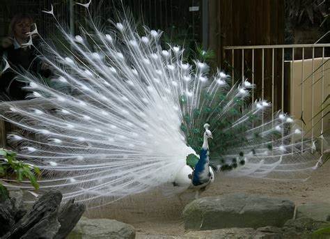 Conservation Efforts: Protecting Peafowls and Their Exquisite Plumage