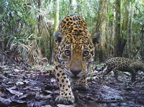 Conservation Efforts: Protecting the Endangered Jaguars and their Habitats