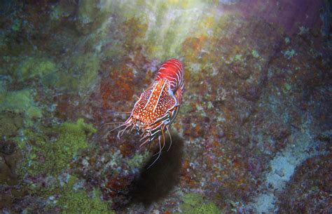 Conservation Efforts: Protecting the Enigmatic Sea Dragons