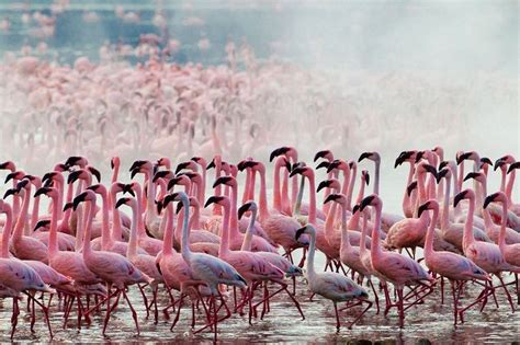 Conservation Efforts: Protecting the Precious Pink Flamingo Population