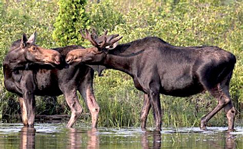 Conservation Efforts: Safeguarding the Elusive Ivory Moose