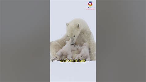 Conservation Efforts: Safeguarding the Endangered Albino Bear Population