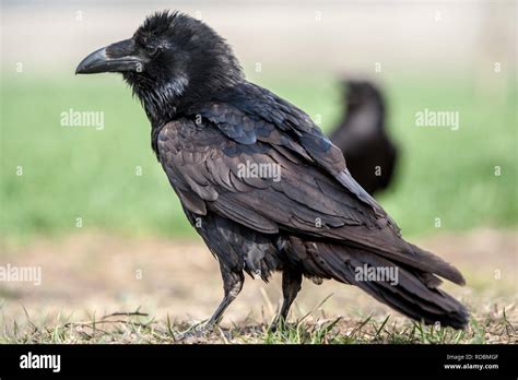 Conservation Efforts: Safeguarding the Enigmatic Corvus Corax