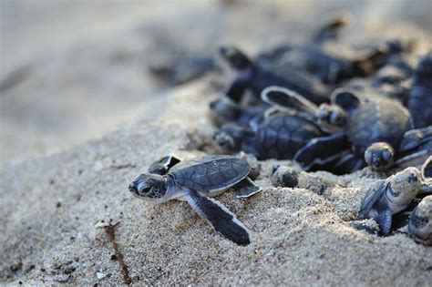 Conservation Efforts: Safeguarding the Future of Hatchling Turtles