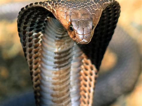 Conservation Efforts: Safeguarding the Future of the Majestic King Cobra