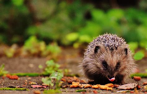 Conservation Efforts: The Vitality of Safeguarding Hedgehogs and Their Spines