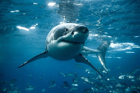 Conservation Efforts and Challenges for the Great White Shark