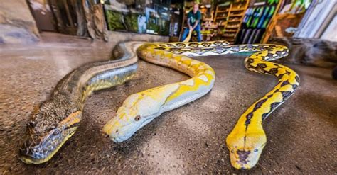 Conservation Efforts for Pythons: Achieving a Balance between Protecting the Species and Promoting Coexistence