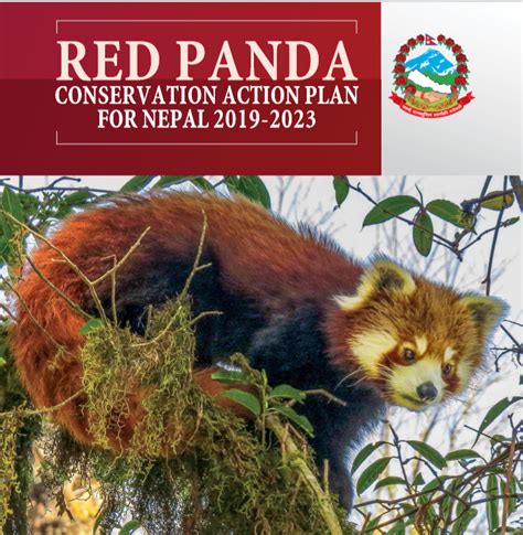 Conservation Efforts for Red Pandas: Achievements and Challenges