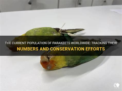 Conservation Efforts for Rosy Parakeets: Safeguarding Their Future