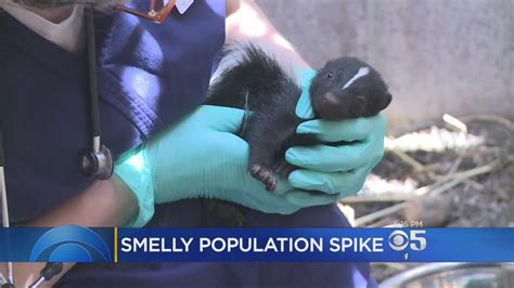 Conservation Efforts for the Endangered Ivory Skunk Population