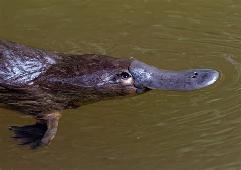 Conservation Efforts for the Mysterious Platypus