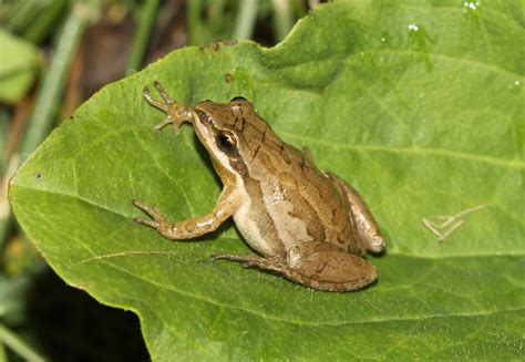 Conservation Matters: Challenges and efforts to protect aquatic frog populations