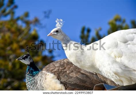 Conservation and Protection of the Majestic Albino Peafowl Species