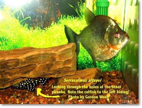 Conservation and Significance of Piranha in Ecosystems