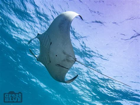 Conservation efforts for majestic manta rays and their habitats