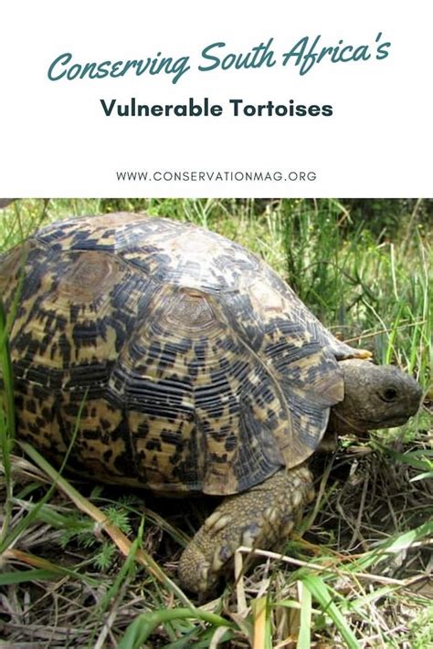 Conserving Tortoise Species: How Everyone Can Contribute