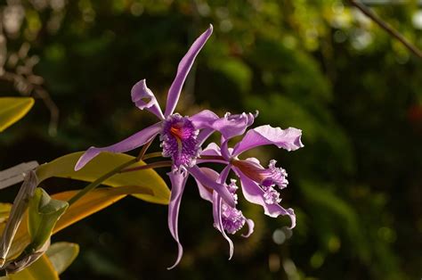 Conserving the Exquisite Orchids: Ensuring the Survival of These Fragile Blossoms and Their Native Habitats