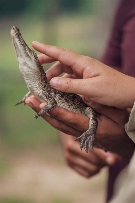 Considerations for Legality and Safety When Owning a Crocodile as a Companion